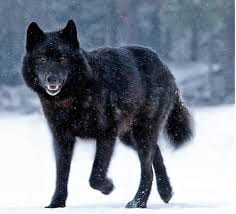 The Midnight Wolf